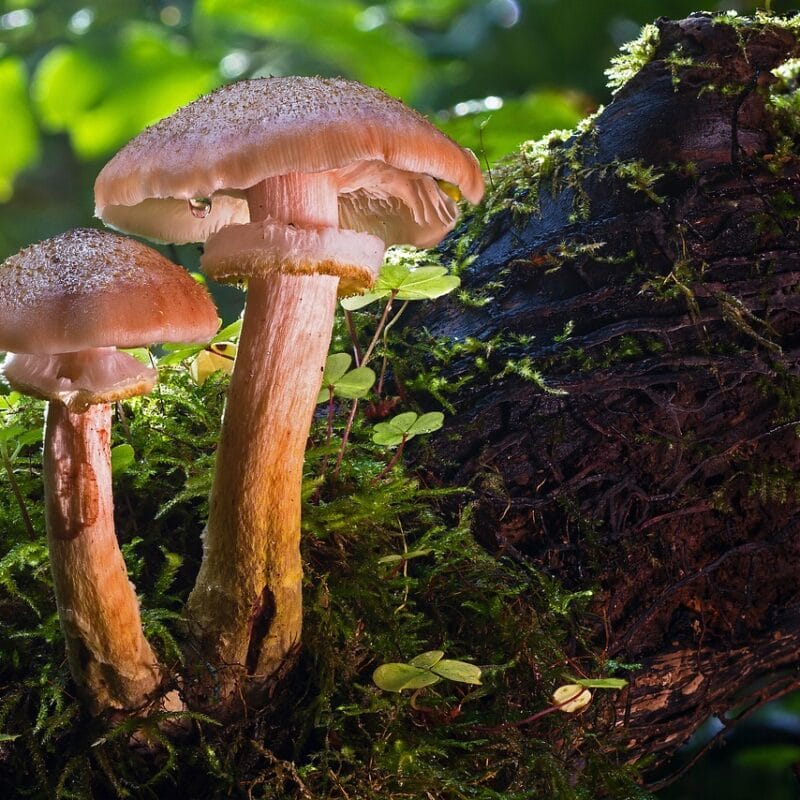 magic mushroom delivery | Mushroom Dispensary Canada