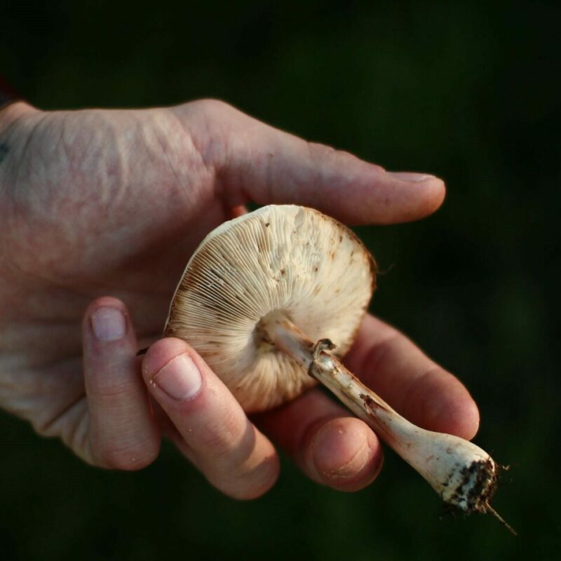 Shrooms | Mushroom Dispensary Canada
