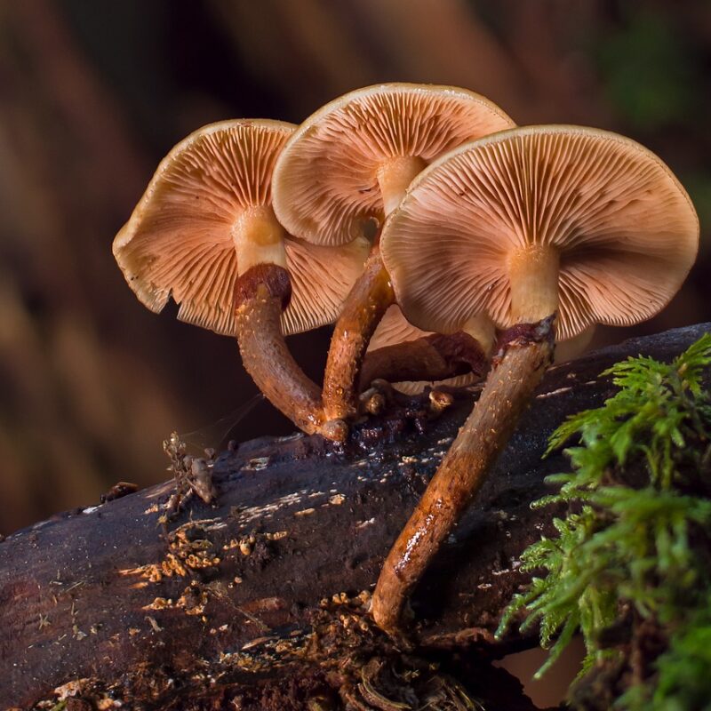 alacabenzi strain | Mushroom Dispensary Canada