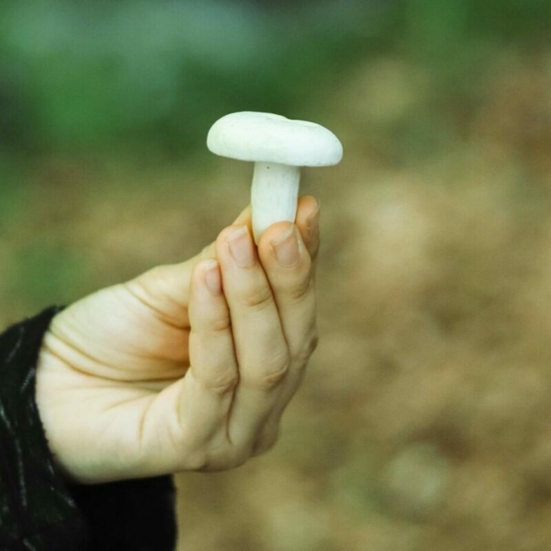 shrooms online in Canada | Mushroom Dispensary Canada