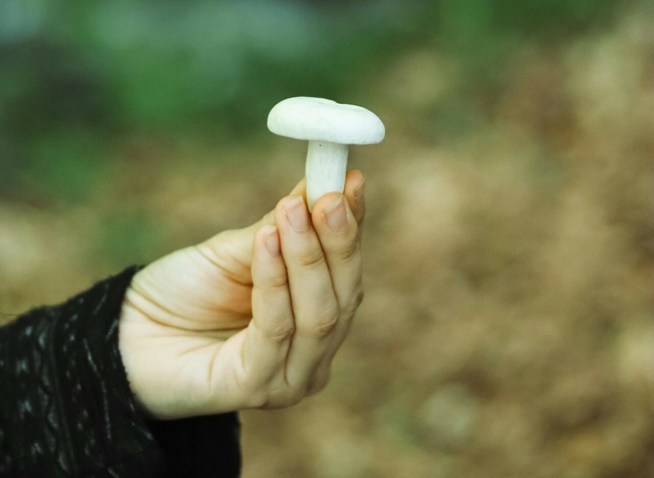 Dive into Five Mushroom Categories Tailor-Made for Psychedelic Aficionados