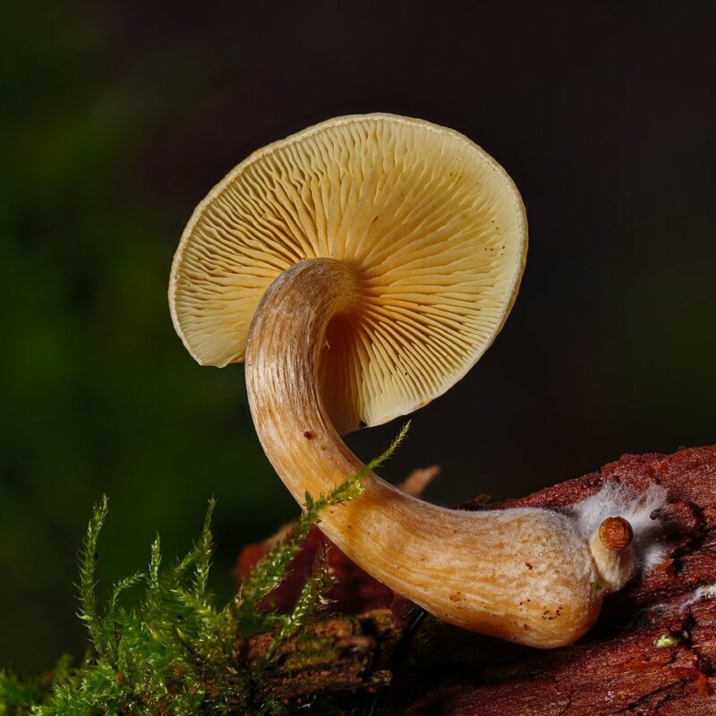 Alacabenzi Strain | Mushroom Dispensary Canada