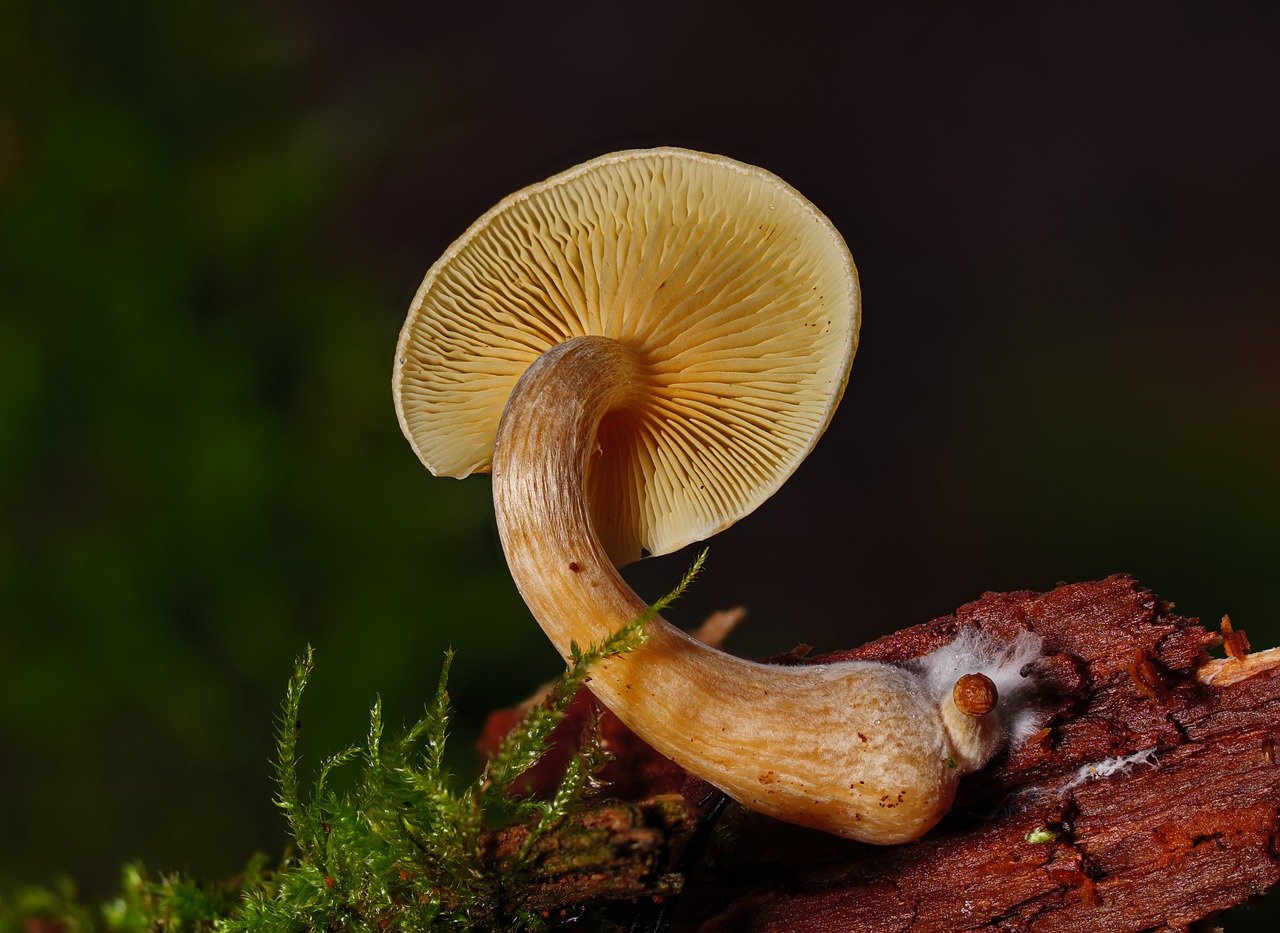 An Introduction to the Alacabenzi Strain – Essential Knowledge for Users Prior to Their Initial Dose