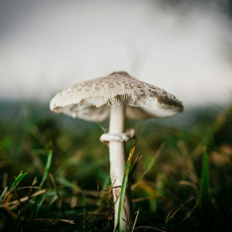 White Monster | Mushroom Dispensary Canada