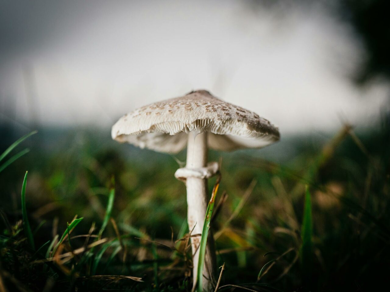 What are the Best Combinations with White Monster Magic Mushrooms for a Superior Experience?