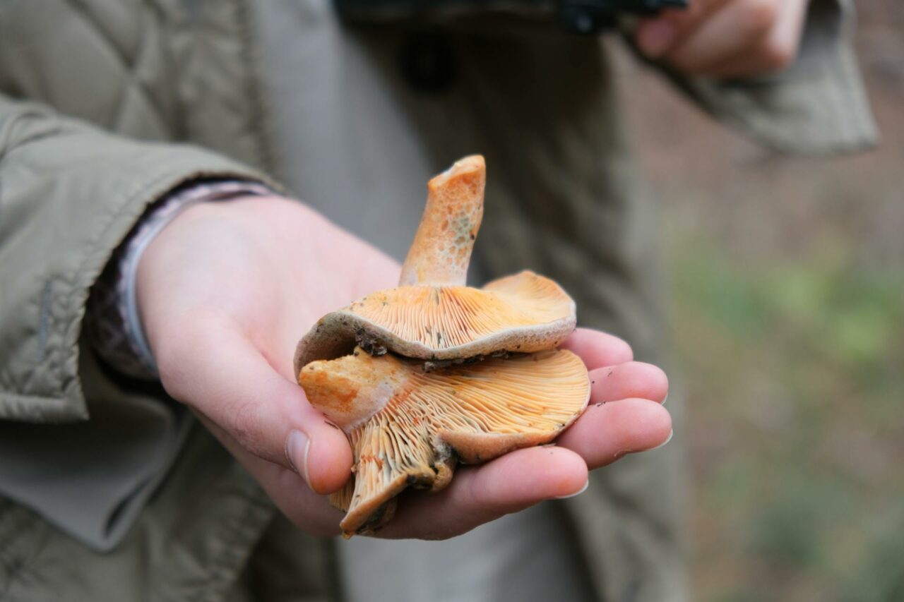 Why Apex Strain Mushroom Will Forever Be a Staple in My Self-Care Regimen