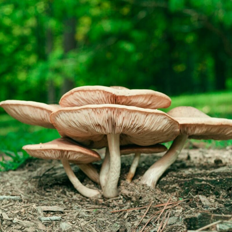 Big Daddy Mushroom | Mushroom Dispensary Canada