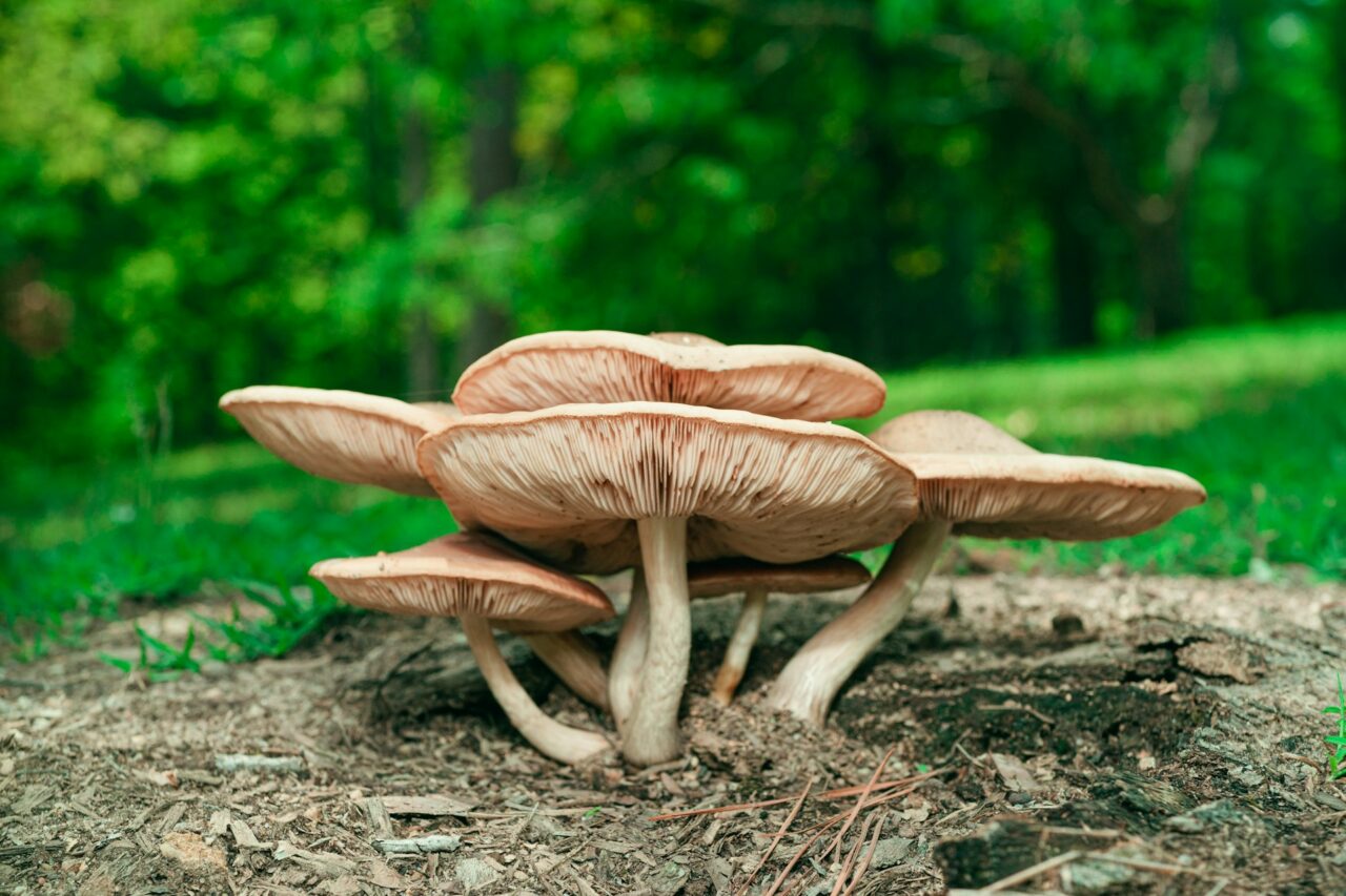 Sampled the Big Daddy Mushroom during a Hike – Undoubtedly, a 10/10 Experience Worth Repeating