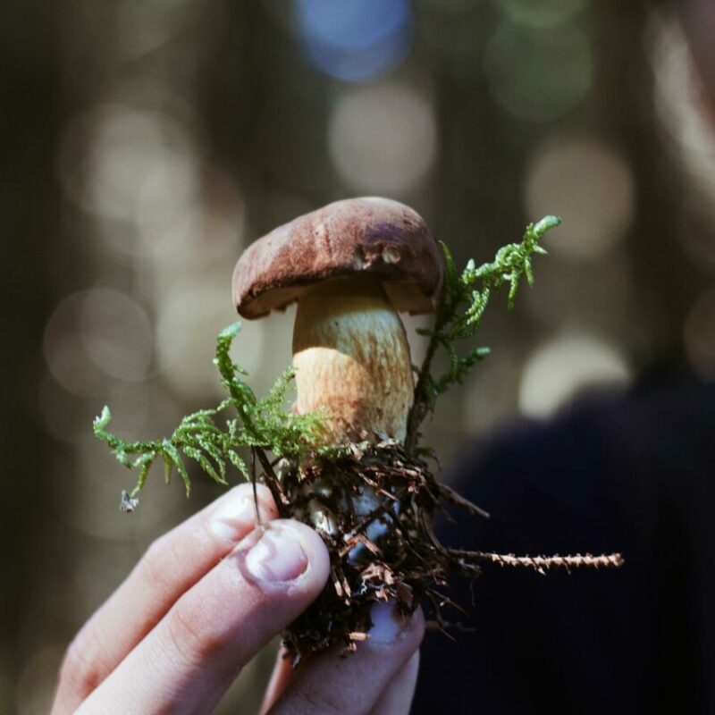 Buy Shrooms | Mushroom Dispensary Canada
