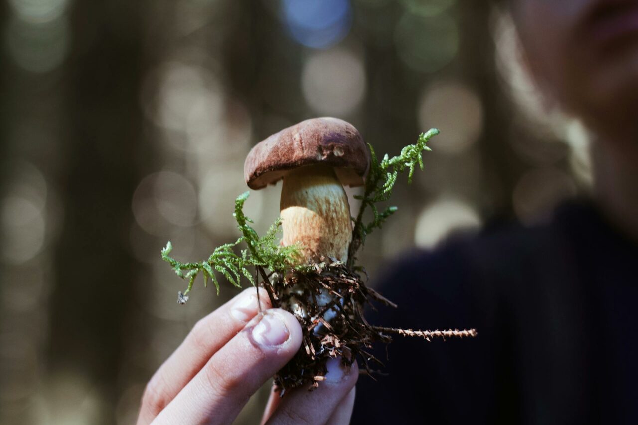 Purchasing Psychedelic Mushrooms Online? A Retiree Regrets Not Using Psilocybin 45 Years Earlier