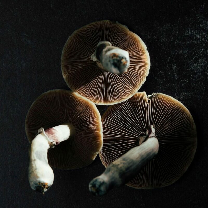 Magic Mushroom Canada | Mushroom Dispensary Canada