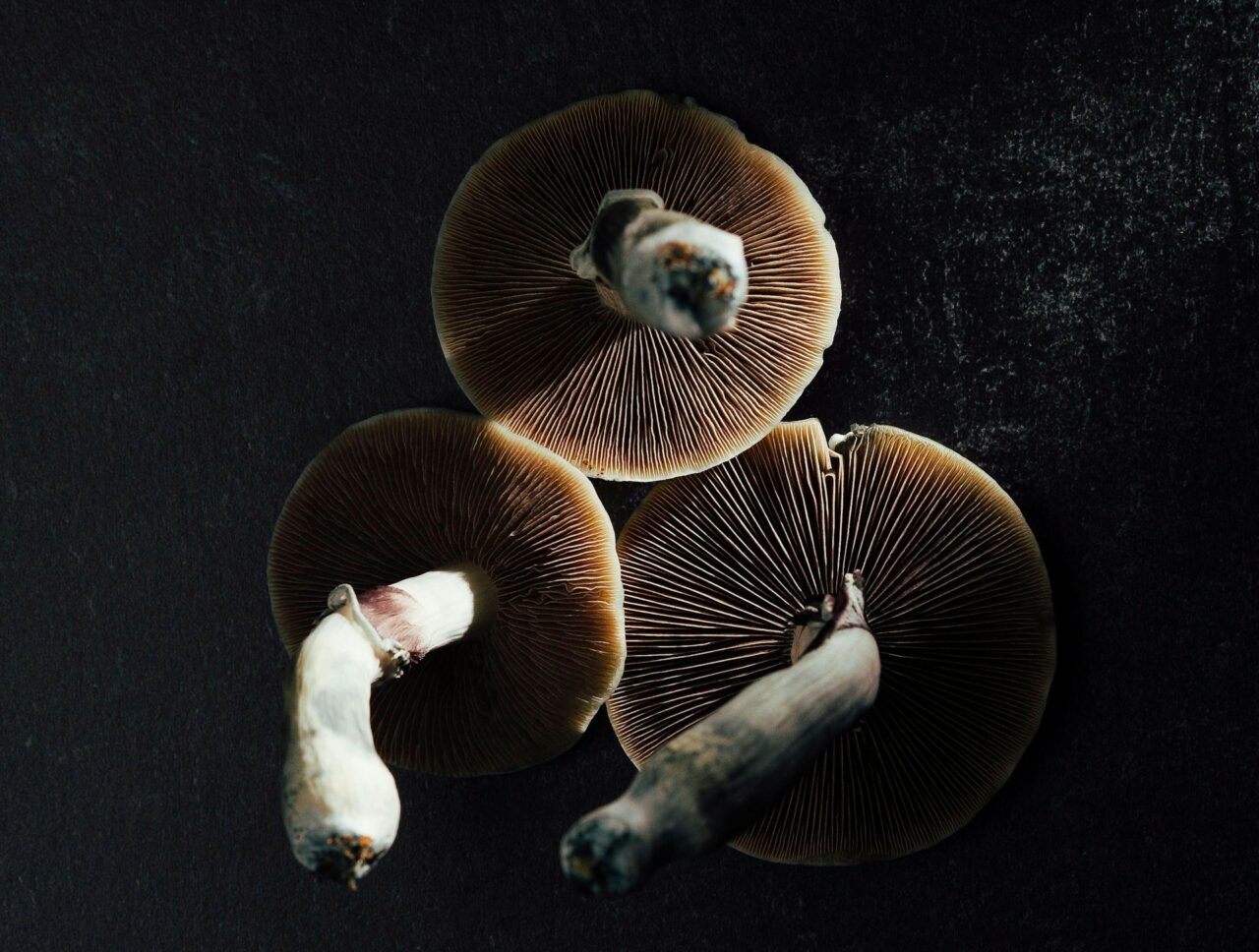 Experts from Canada on Magic Mushrooms – Unraveling Why Natural Psilocybin Creates a Stronger Impact Than Its Laboratory-Produced Counterpart