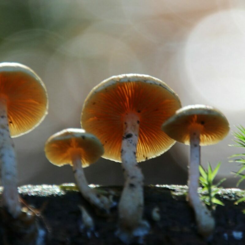 Magic Mushroom Delivery | Mushroom Dispensary Canada