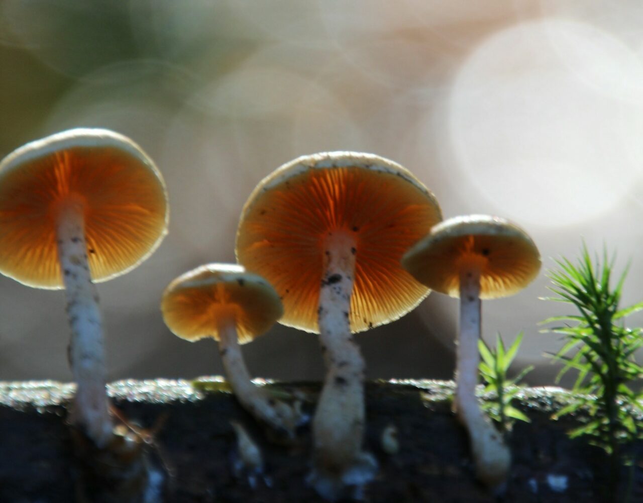 How the Delivery of Magic Mushrooms Transformed My Tripping Experience (In a Positive Way)