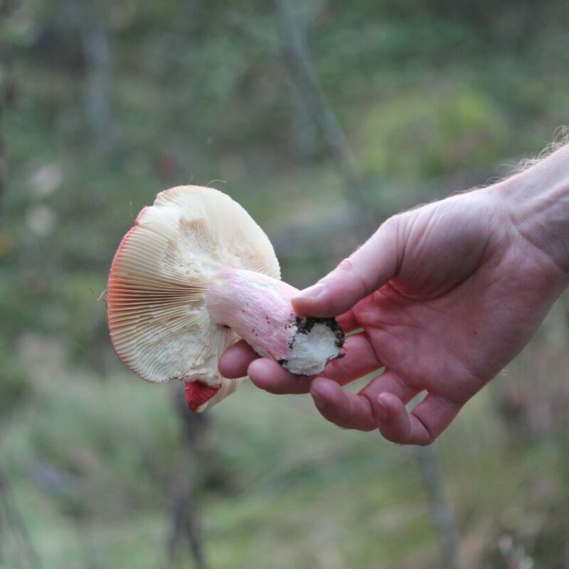 Magic Mushroom Delivery | Mushroom Dispensary Canada