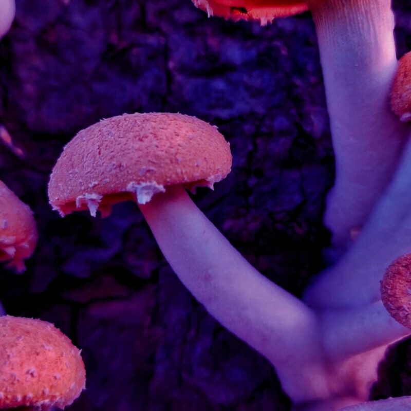 Mushroom Dispensary | Mushroom Dispensary Canada
