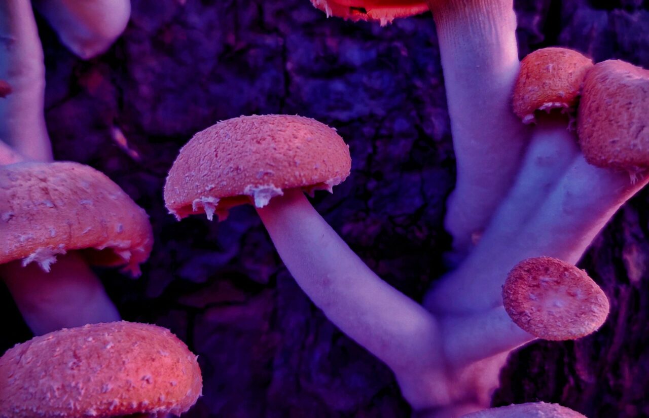 How a Mushroom Dispensary’s Psilocybin Could Reprogram Minds Burdened by Shame Associated with HIV