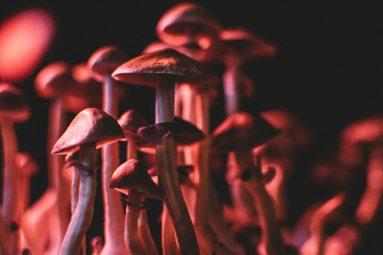 Is there any Evidence to Support the Effectiveness of Psilocybin Mushrooms in Canada for Boosting Serotonin Levels in Anorexia Patients? Here’s What the Studies Reveal