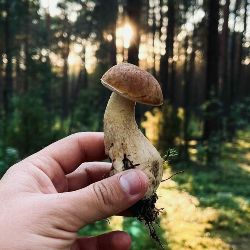 Shrooms Delivery Canada | Mushroom Dispensary Canada