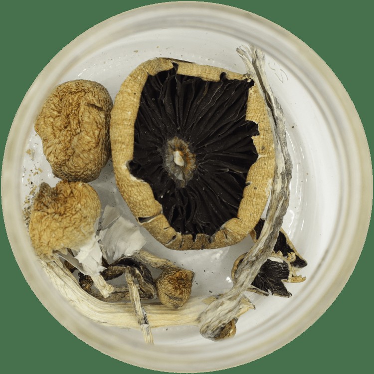 | Mushroom Dispensary Canada