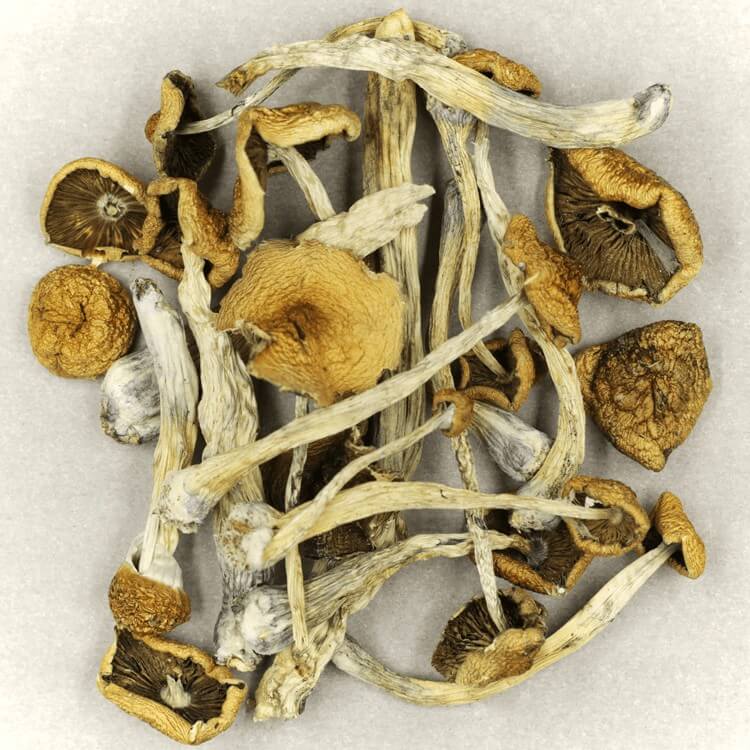 | Mushroom Dispensary Canada