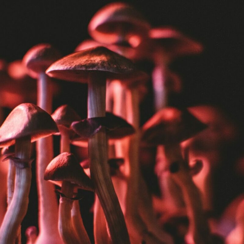  | Mushroom Dispensary Canada